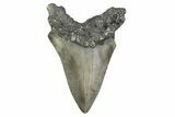 Serrated, Fossil Megalodon Tooth - North Carolina #381369-1